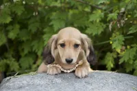 Logan, a male Miniature Dachshund for sale in Crystal, MI – 1 of 1