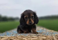 Ruby, a female Dachshund for sale in Crystal, MI – 1 of 1