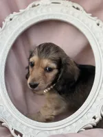 Donna, a female Miniature Dachshund for sale in Crystal, MI – Photo 1 of 2