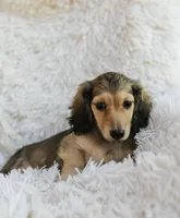 Donna, a female Miniature Dachshund for sale in Crystal, MI – Photo 2 of 2