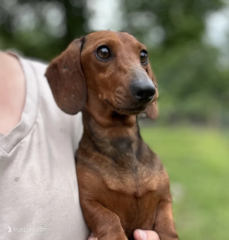 Pop Pop, a female Dachshund for sale in Crystal, MI – 1 of 2