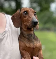 Pop Pop, a female Dachshund for sale in Crystal, MI – 1 of 2