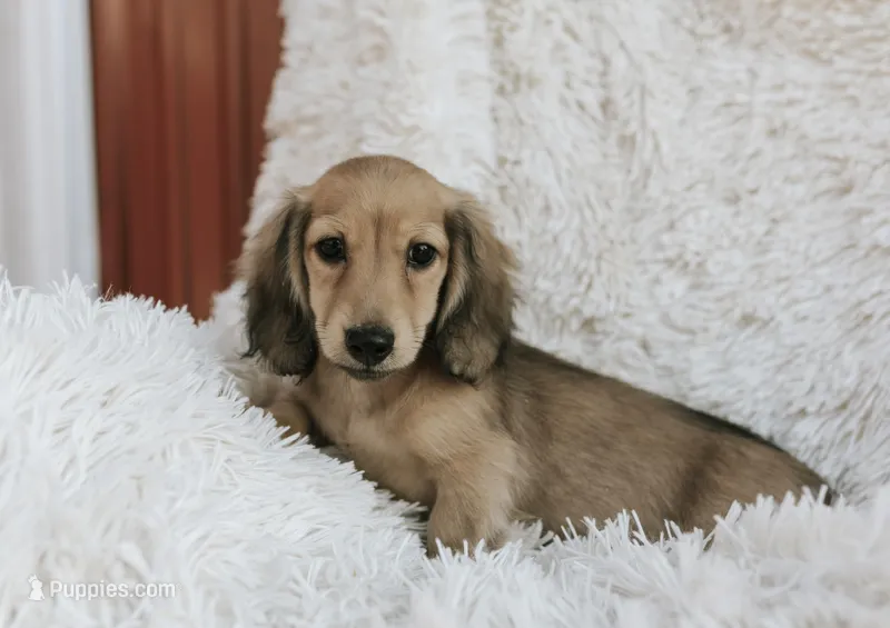 Midas's boy, a male Dachshund for sale in Crystal, MI – Photo 1 of 1