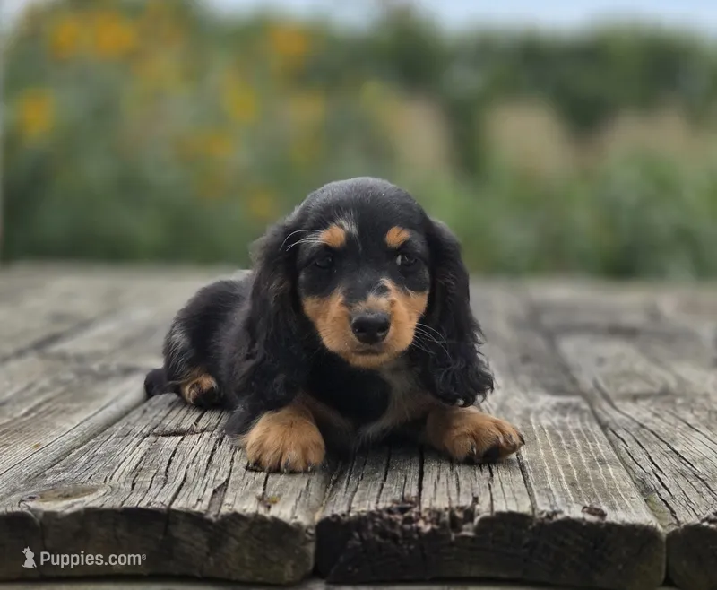 Opal – Miniature Dachshund puppy for sale in Crystal, MI