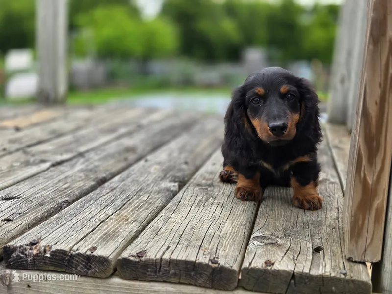 Moose – Miniature Dachshund puppy for sale in Crystal, MI