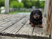 Moose, a male Miniature Dachshund for sale in Crystal, MI – 1 of 1