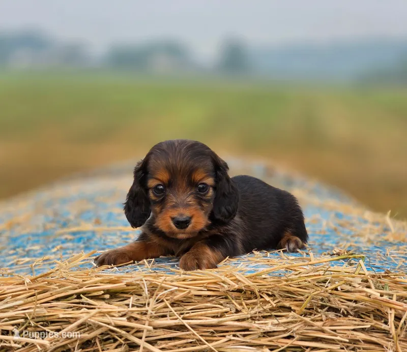 Ruby – Miniature Dachshund puppy for sale in Crystal, MI
