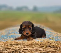 Ruby, a female Miniature Dachshund for sale in Crystal, MI – 1 of 1