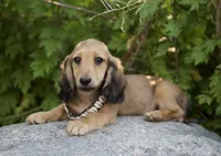 Fee, a male Dachshund for sale in Crystal, MI – 1 of 1