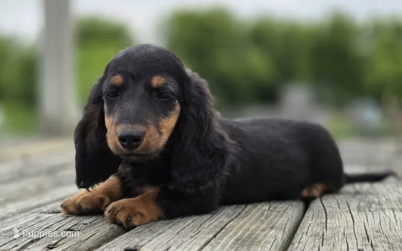 Ty – Dachshund puppy for sale in Crystal, MI