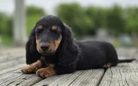 Ty, a male Dachshund for sale in Crystal, MI – 1 of 1