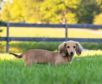 Remi, a male Miniature Dachshund for sale in Crystal, MI – 1 of 1