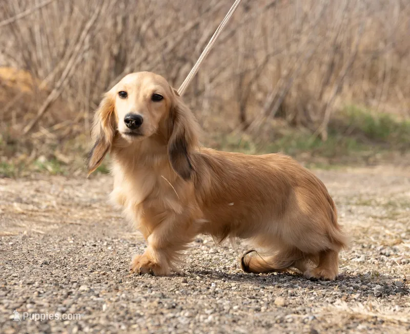 Bud Light – Miniature Dachshund puppy for sale in Crystal, MI