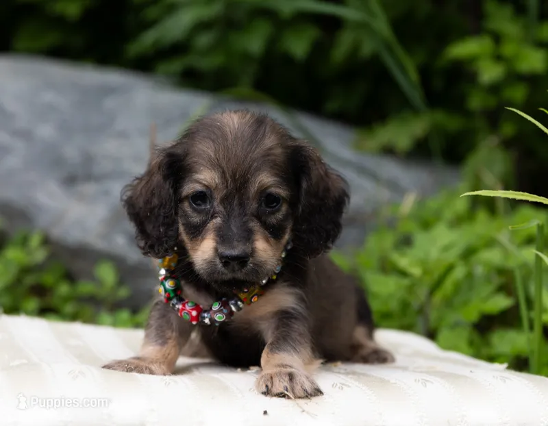 Lita – Dachshund puppy for sale in Crystal, MI