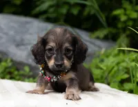 Lita, a female Dachshund for sale in Crystal, MI – 1 of 1