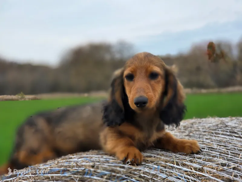 Rupert – Miniature Dachshund puppy for sale in Crystal, MI