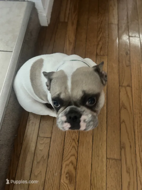 Merica – French Bulldog puppy for sale in Philadelphia, PA