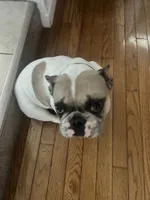 Merica, a female French Bulldog for sale in Philadelphia, PA – 1 of 6
