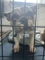 Merica, a female French Bulldog for sale in Philadelphia, PA – 3 of 6