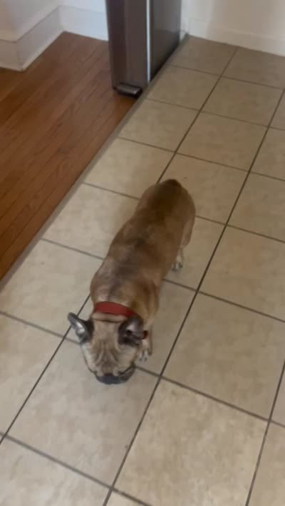 Dinero, a male French Bulldog for sale in Philadelphia, PA – 5 of 5