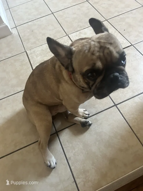 Dinero – French Bulldog puppy for sale in Philadelphia, PA