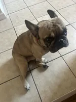 Dinero, a male French Bulldog for sale in Philadelphia, PA – 1 of 5