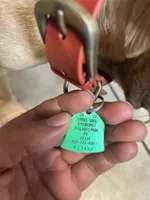 Dinero, a male French Bulldog for sale in Philadelphia, PA – 4 of 5