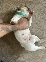 Merica, a female French Bulldog for sale in Philadelphia, PA – 6 of 6