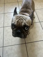 Dinero, a male French Bulldog for sale in Philadelphia, PA – 3 of 5