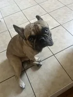 Dinero, a male French Bulldog for sale in Philadelphia, PA – 2 of 5