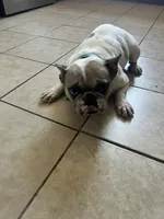 Merica, a female French Bulldog for sale in Philadelphia, PA – 5 of 6