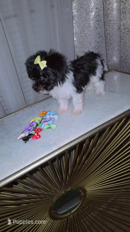 Cookie, a female Morkie for sale in Memphis, TN – Photo 1 of 8