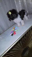 Cookie, a female Morkie for sale in Memphis, TN – Photo 7 of 8