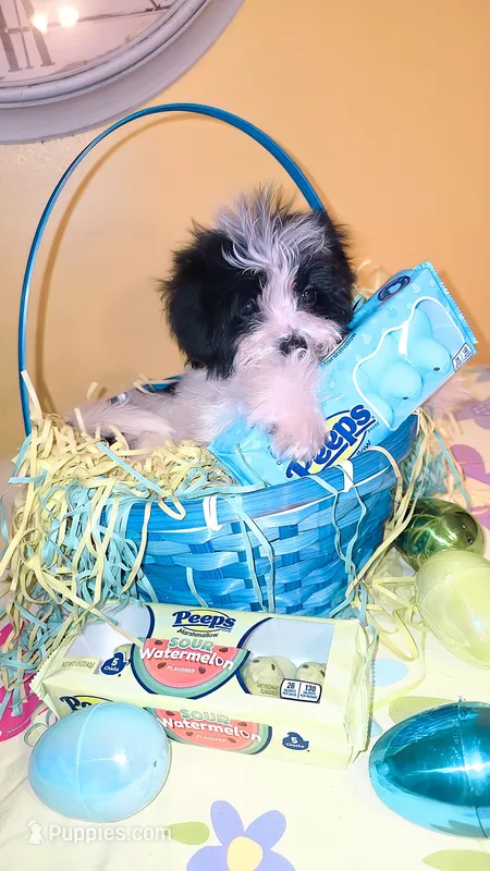 Tuxedo  – Morkie puppy for sale in Memphis, TN