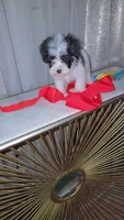 Tuxedo , a male Morkie for sale in Memphis, TN – Photo 7 of 7