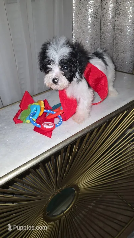 Tuxedo , a male Morkie for sale in Memphis, TN – Photo 1 of 7