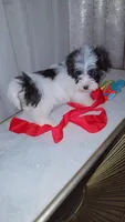 Tuxedo , a male Morkie for sale in Memphis, TN – Photo 6 of 7
