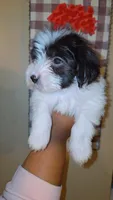 Patches , a male Morkie for sale in Memphis, TN – Photo 1 of 10