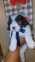 Patches , a male Morkie for sale in Memphis, TN – Photo 2 of 10