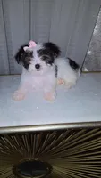 Belladonna, a female Morkie for sale in Memphis, TN – Photo 3 of 5