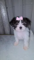 Belladonna, a female Morkie for sale in Memphis, TN – Photo 2 of 5