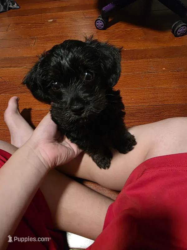 Seth – Yorkipoo puppy for sale in Signal Hill, CA