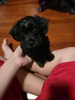 Seth, a male Yorkipoo for sale in Signal Hill, CA – 1 of 2