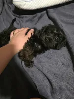 Seth, a male Yorkipoo for sale in Signal Hill, CA – 2 of 2