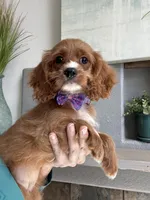 Gemma , a female Cavapoo for sale in Carlsbad, CA – 10 of 10