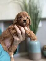 Bella, a male Cavapoo for sale in Carlsbad, CA – 9 of 10