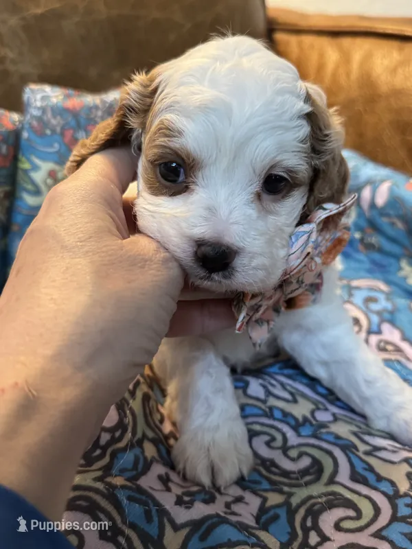 Minnie – Cavapoo puppy for sale in Carlsbad, CA