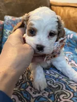 Minnie, a female Cavapoo for sale in Carlsbad, CA – 1 of 10