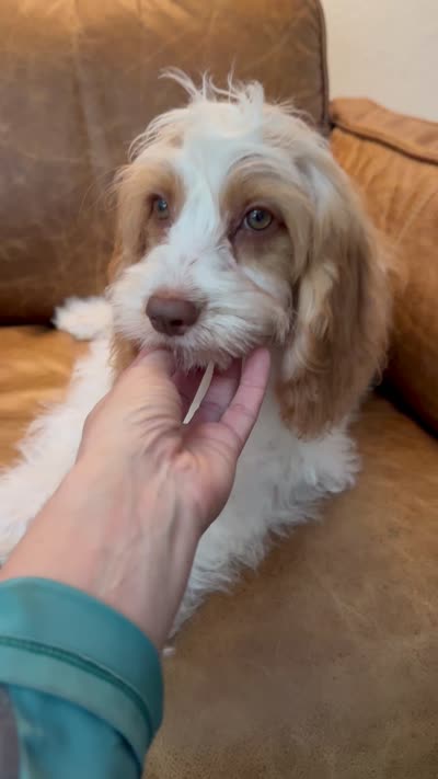 F1 Cavapoo girl Melissa, a female Cavapoo for sale in Carlsbad, CA – 9 of 9
