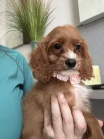 Gemma , a female Cavapoo for sale in Carlsbad, CA – 3 of 10